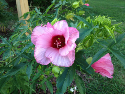 rc-052013-027-mas.jpg