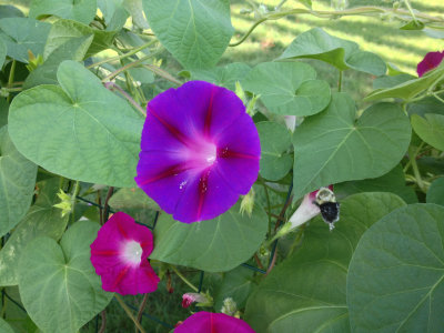 rc-IPHO-092013-002-copy.jpg
