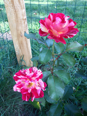 rc-IPHO-092013-001-copy.jpg