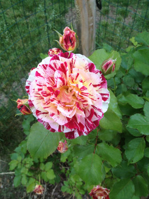 photo 226.jpg