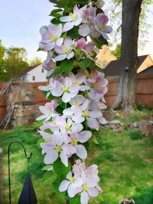 rc-ipho-52015-002-mas.jpg