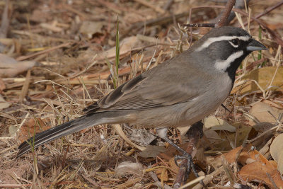 A Few Yard Birds