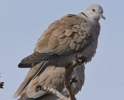 Eurasian Collared Dove