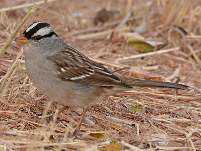 White-crowned Sparrow (oriantha)