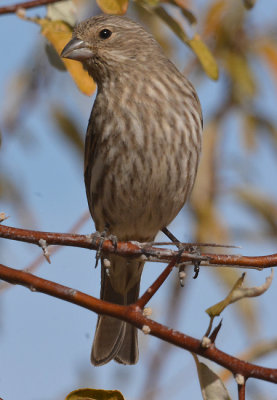  House Finch fem.