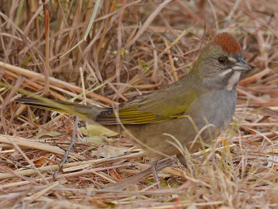 Green-tailedTowhee