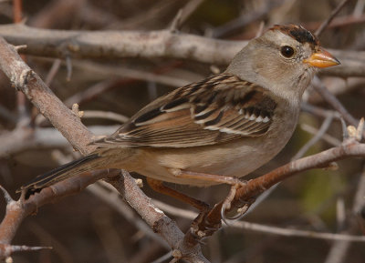White-crowned Sparrow (gambelii) Imm.