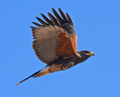 Imm Harris's Hawk