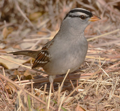 White-crowned Sparrow (oriantha)
