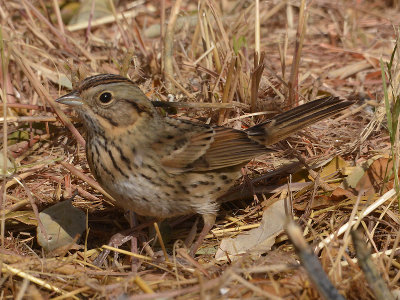 Lincolns Sparrow