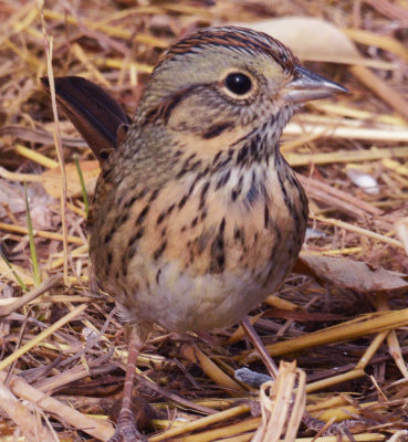 Lincolns Sparrow