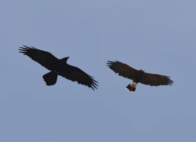 Raven and Harris's Hawk