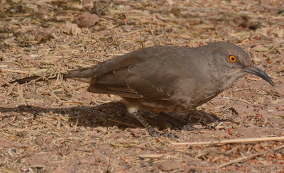 Curve-billed THrasher