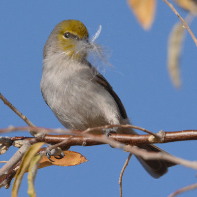 Verdin