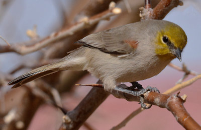 Verdin