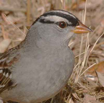 White-crowned Sparrow (oriantha)