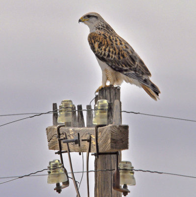 Ferruginous Hawk - perched