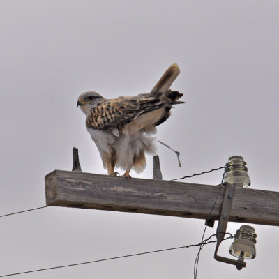 Ferruginous Hawk - Critiquing my photography