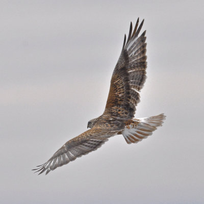 Ferruginous Hawk