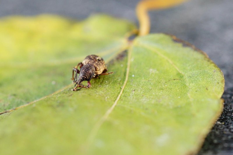04-Beetle.JPG
