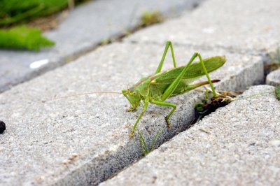 03-Grasshopper.JPG