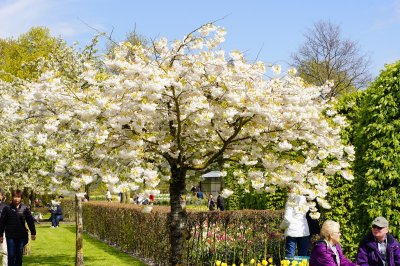 Spring 2014 in The Netherlands