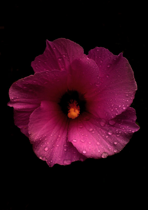 graet pink hibiscus.jpg