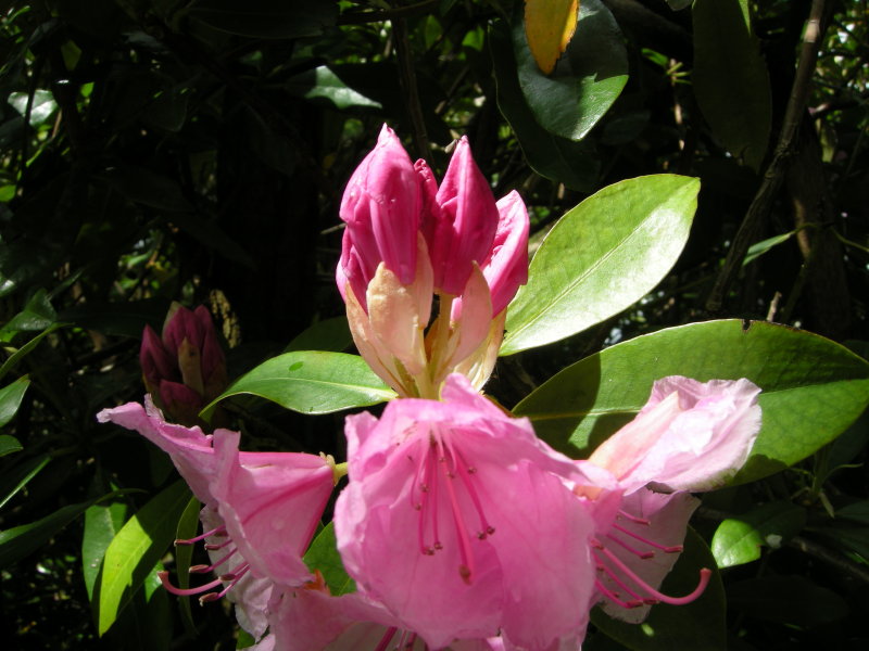 DSCN2026.JPG
