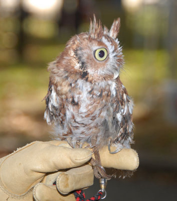 Eastern Screech Owl-rufous
