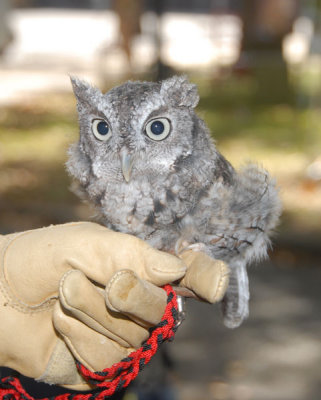 Eastern Screech Owl - grey