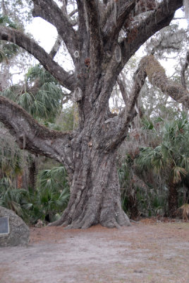 2000 year old Oak tree