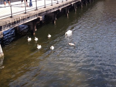 Swans at Kronborg
