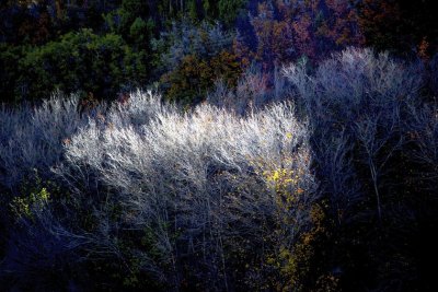 Autumn Shadows and Sunlight