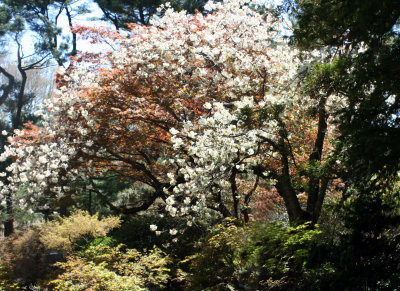 Spring Blossoms.jpg