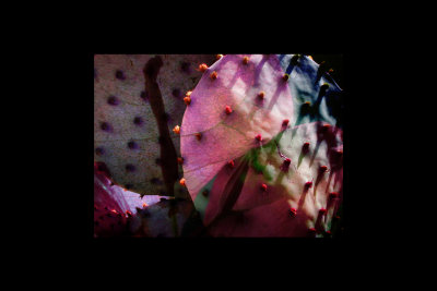 cactus candy.jpg