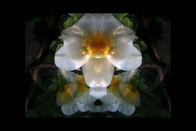white floral2.jpg