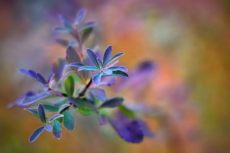 Spirea in November