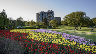 Ottawa Tulip Festival-Malak's Bed in Gatineau