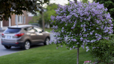 Korean Lilac Tree