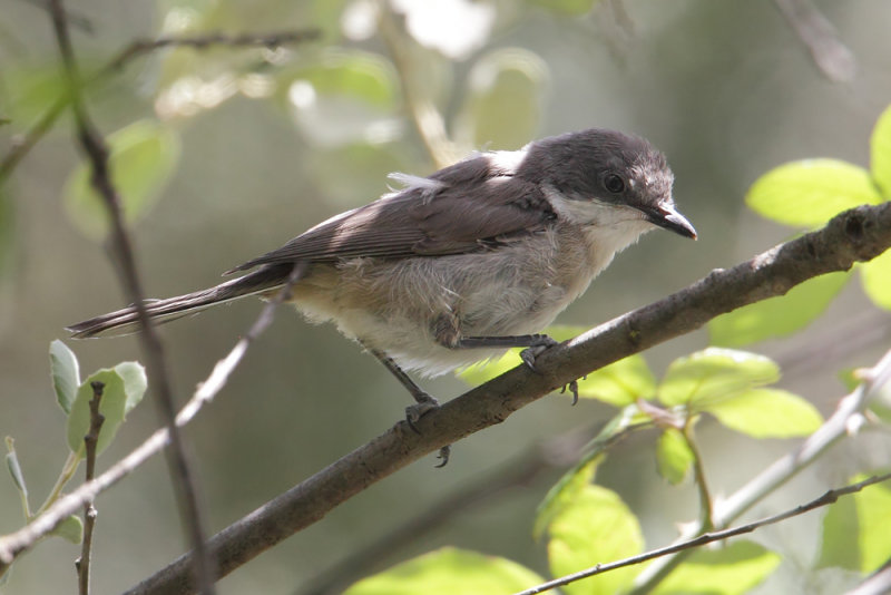 Western orphean warbler (sylvia hortensis), Monfrage, Spain, June 2013