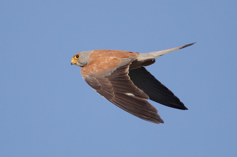 Lesser kestrel (falco naumanni), Trujillo, Spain, June 2013