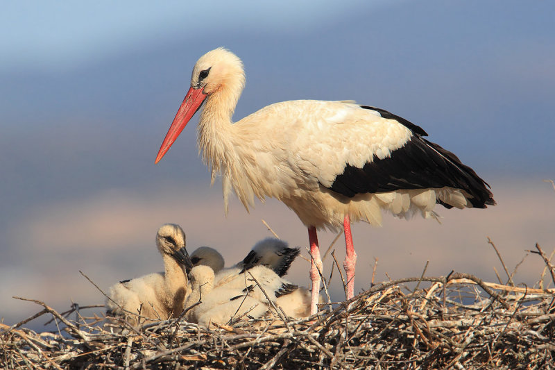 White stork (ciconia ciconia), Trujillo, Spain, June 2013