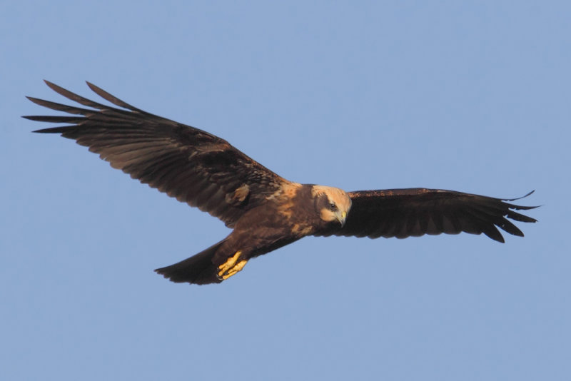 Marsh harrier (circus aeruginosus), Grancy, Switzerland, August 2013
