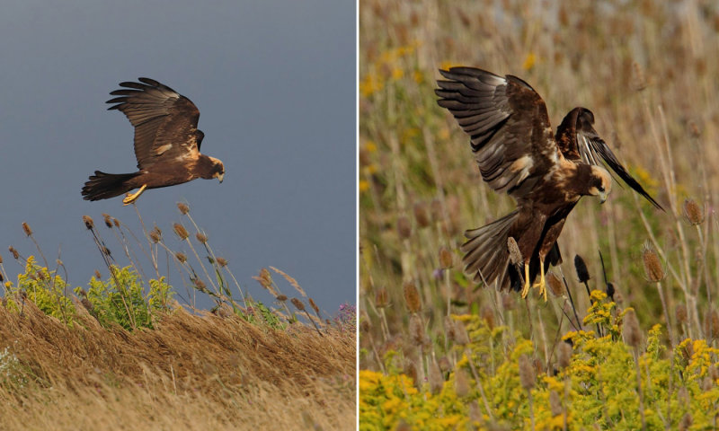 Marsh harrier, Grancy, Switzerland, August 2013