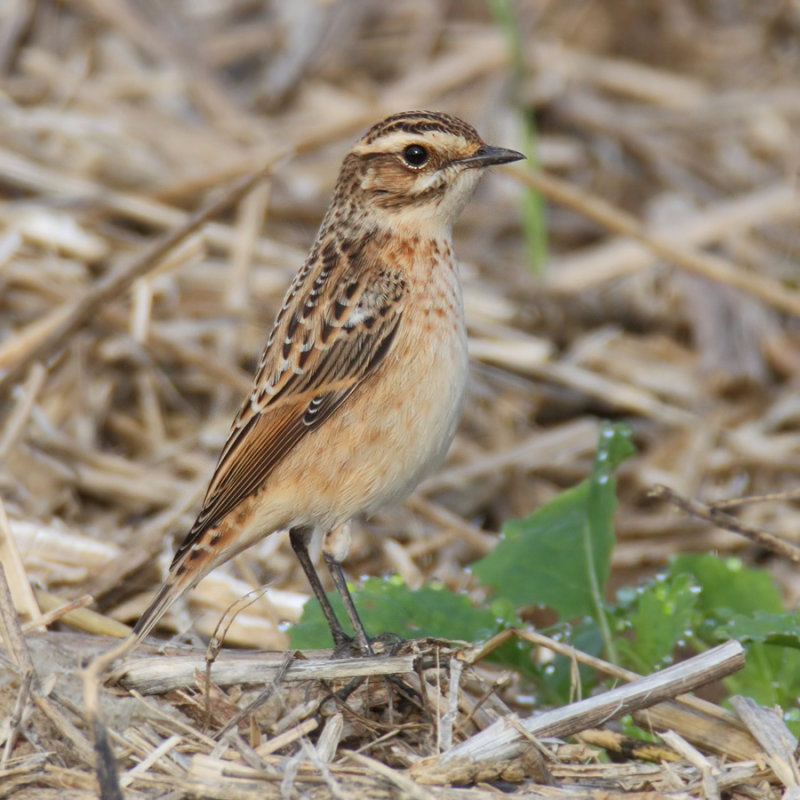 Whinchat (saxicola rubetra), Vullierens, Switzerland, August 2013