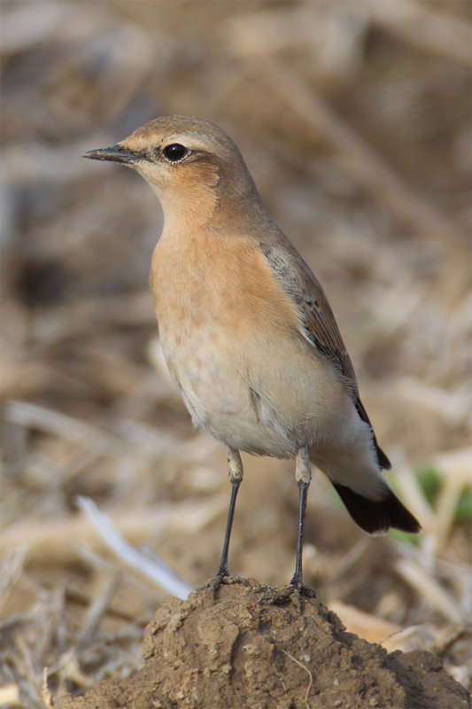 Northern wheatear (oenanthe oenanthe), Vullierens, Switzerland, August 2013