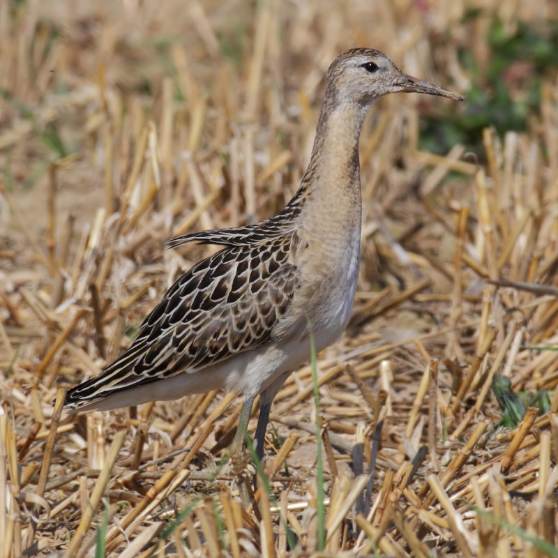 Ruff (philomachus pugnax), Cuarnens, Switzerland, August 2013