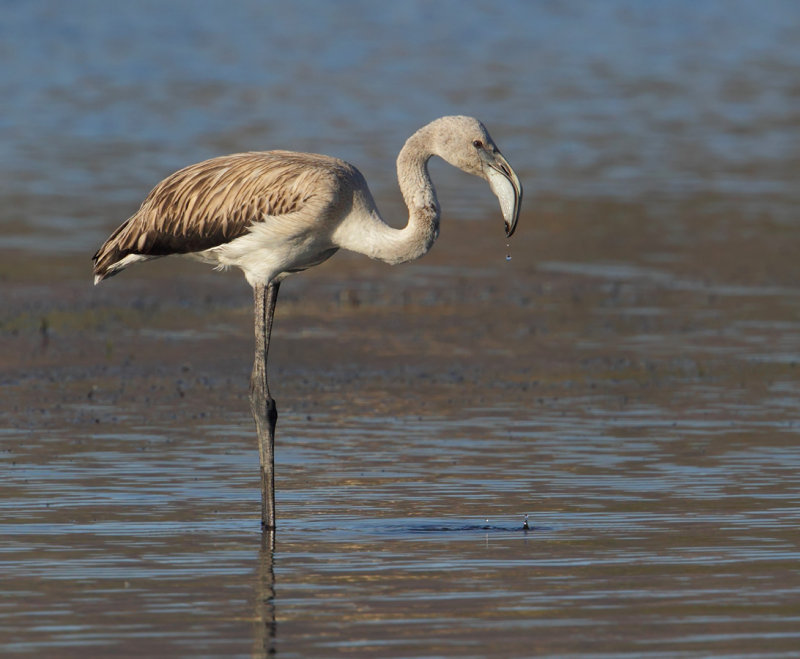 Greater flamingo (phoenicopterus roseus), Skala Kallonis, Greece, September 2013 