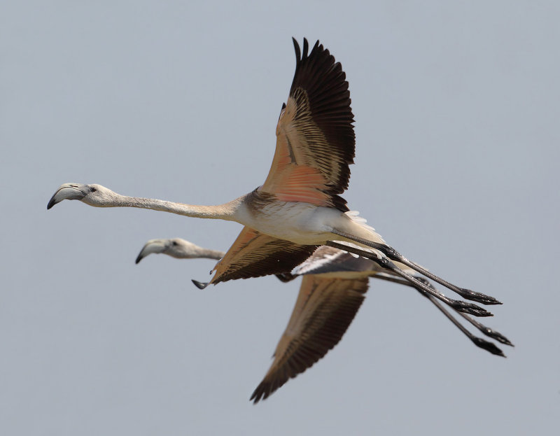 Greater flamingo (phoenicopterus roseus), Skala Kallonis, Greece, September 2013 
