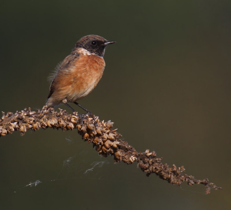 Stonechat (saxicola rubicola), Romanel-sur-Morges, Switzerland, September 2013